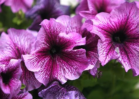 Banco de imagens : Flor, plantar, flor, roxa, pétala, Primavera, botânica, Florescendo, Rosa ...