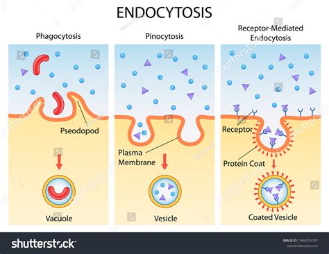 Pinocytosis