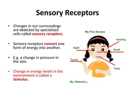 PPT - Sensory Receptors PowerPoint Presentation, free download - ID:3080329