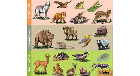 Clasificación por su tipo de alimentación (herbívoros, omnívoros, etc ...