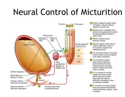 Micturition Reflex Steps | Physiology Plus | Physiology, Sensory motor ...