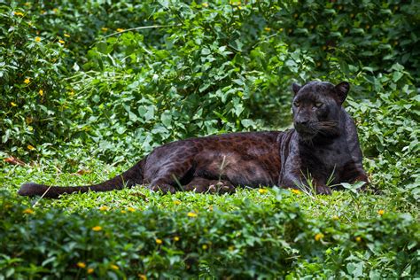 Why Are Black Panthers Black? – Impressive Nature