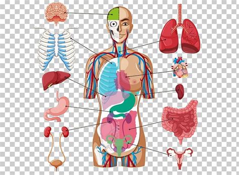 Human Body Organ Diagram Anatomy PNG, Clipart, Anatomy, Chart, Diagram ...