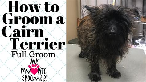 How To Groom a Cairn Terrier - YouTube