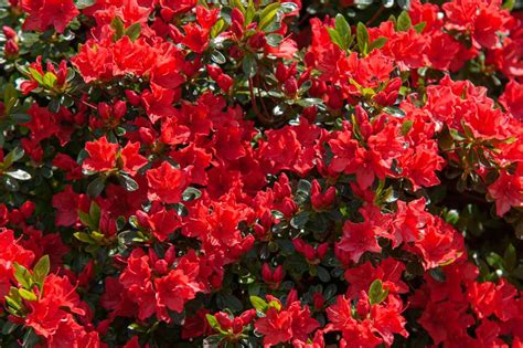 15 Varieties of Red Flowers to Consider for Your Garden