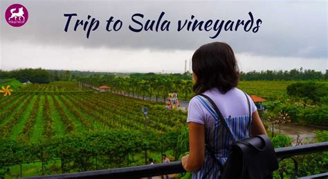 Sula Vineyards Trip | Nashik | Wineries | HikerWolf