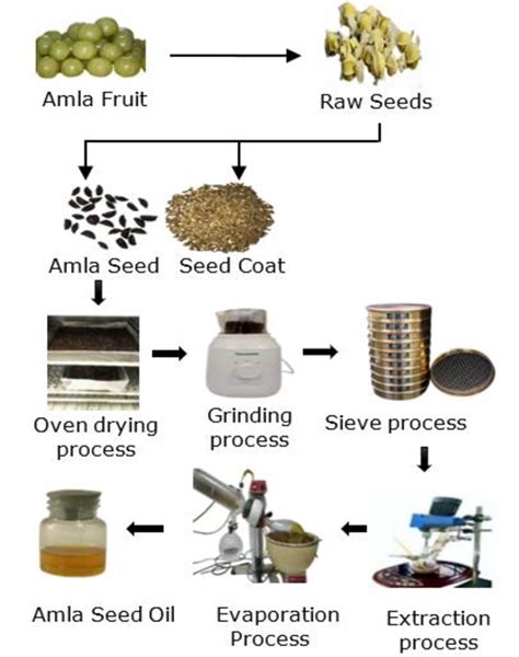 Amla seed oil production process. | Download Scientific Diagram