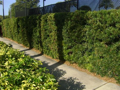 Podocarpus Can Serve as Hedges, Specimen Trees, or Topiaries in Miami