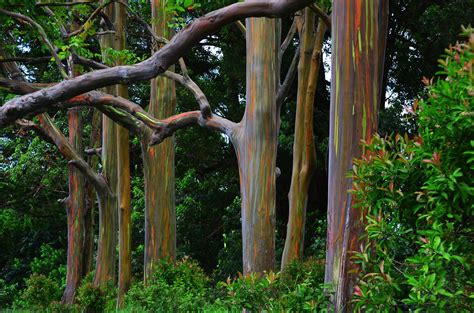 How to Grow and Care for a Rainbow Eucalyptus Tree