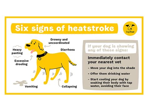 What Are Symptoms Of Heat Stroke In Dogs