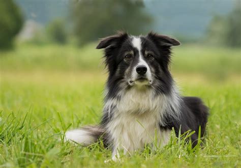 11 Stunning Border Collie Colors (Coat Markings & Pictures)