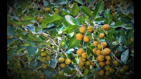 Gambar Pohon Rambutan Berbuah – analisis