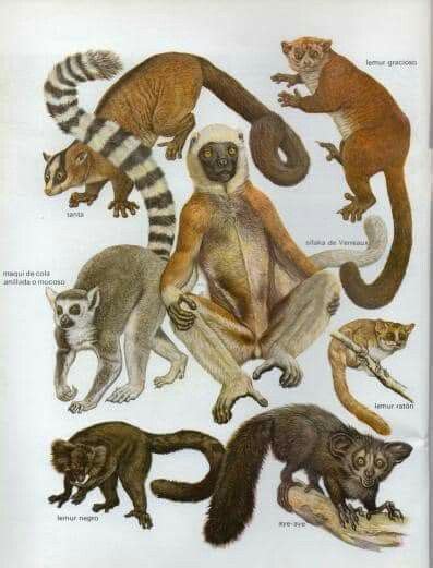 10 Lemur ideas | lemur, animal anatomy, anatomy