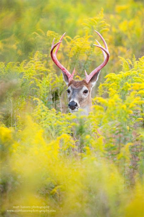 Whitetail Deer Photography - Whitetail Deer Photography