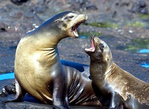 Galápagos Sea Lion – "OCEAN TREASURES" Memorial Library