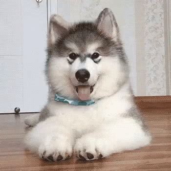 Headtilt GIF - Head Tilt Malamute Cute - 探索與分享 GIF