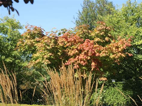 Japanischer Ahorn 'Vitifolium' - Acer japonicum 'Vitifolium' - Baumschule Horstmann