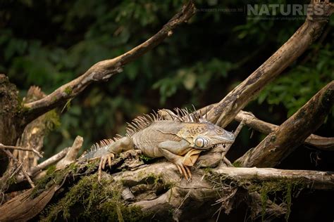 14 Days With The Astonishing Wildlife Of Costa Rica - News - NaturesLens