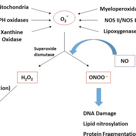 The formation of peroxynitrite and hydrogen peroxide. Schematic... | Download Scientific Diagram