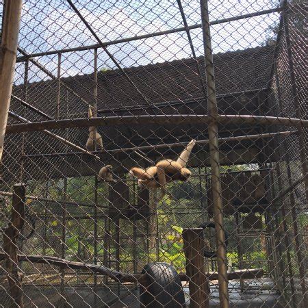 Mae Lao Wildlife Breeding Center - 2020 All You Need to Know BEFORE You Go (with Photos ...