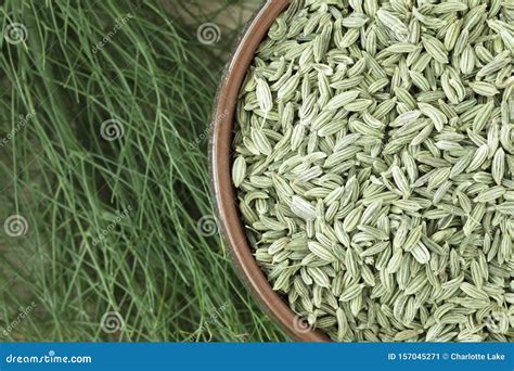 Fennel Seeds with Fennel Plant Stock Image - Image of bowl, seeds: 157045271