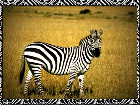 Fun Zebra Pictures & Facts