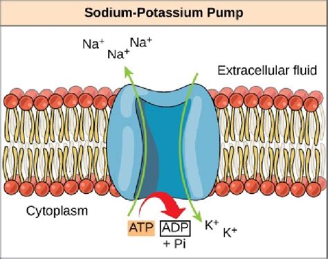 In nerve cells the sodium-potassium pump is used to generate gradients of both sodium and ...