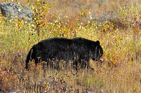 Yellowstone Black Bear: Black and Cinnamon Adults and Cubs