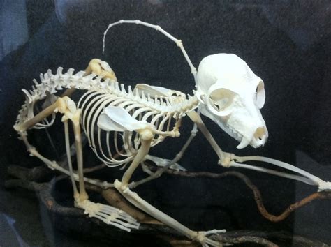 lemur skeleton | Andrew Miller | Flickr