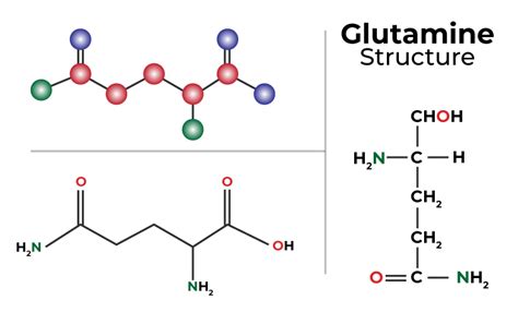 Difference Between Glutamate and Glutamine - GeeksforGeeks