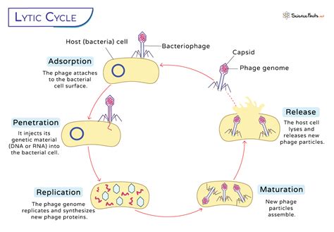 Lytic Cycle - Definition, Steps, and Diagram