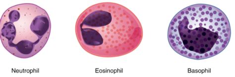 How is the amoeboid shape of WBCs helpful to them?