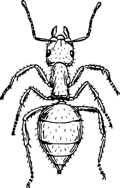 Ant Outline Animal Clip Art at Clker.com - vector clip art online ...