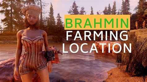 BEST BRAHMIN FARMING Location in Fallout 76 - YouTube