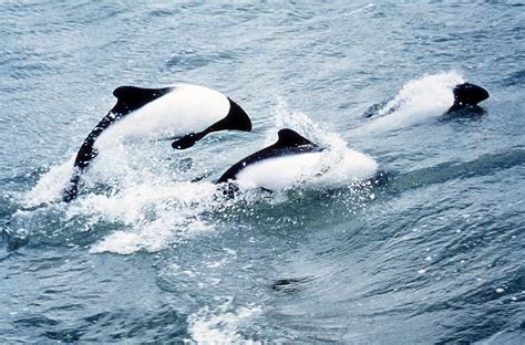 Commerson’s Dolphins photos – A Complete Guide to Whales, Dolphins And ...