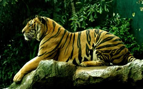 1001Archives: The Royal Bengal Tiger - The Endangered Species