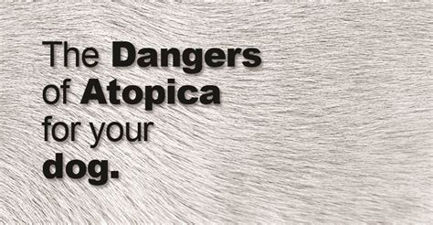 Is Atopica Safe For Dogs? - Dogs Naturally