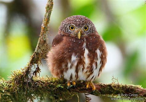 Cloud Forest: Animals That Live In The Cloud Forest