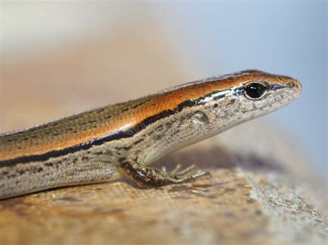 Shallow Depth of Field Closeup of Ground Skink Stock Photo - Image of ...