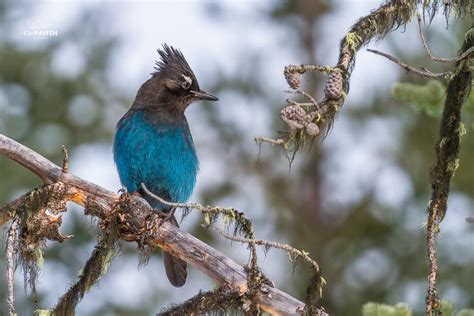 Spotting Wildlife in Alberta in Winter - Traveltomtom.net