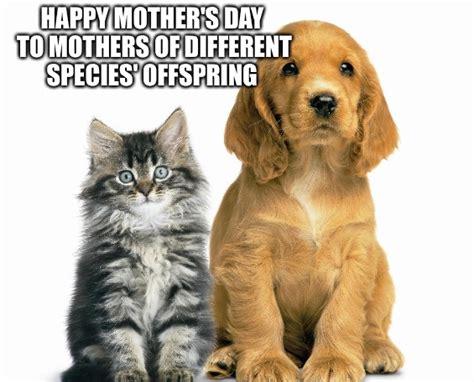 Happy Dog Mom Day! Memes to Celebrate the Best Day of the Year