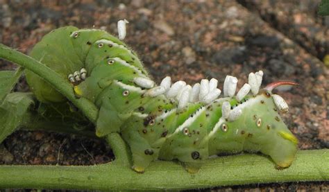 Hermit Musings: Parasitized Tomato Hornworm