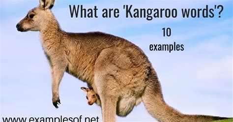 10 Examples of Kangaroo words | ExamplesOf.net