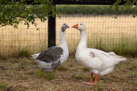 Ryan Gosling - Edgar's Mission Farm Sanctuary