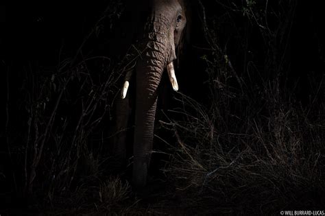 Elephant at Night | Will Burrard-Lucas