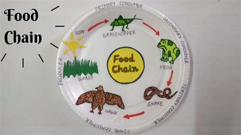 Food Chain Model | Project for School Students | Easy Science Model - YouTube