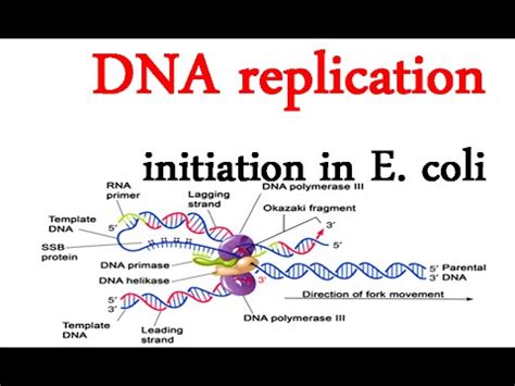 DNA replication initiation in E coli - YouTube