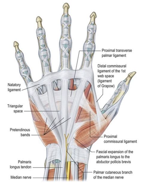 Palmar Aponeurosis