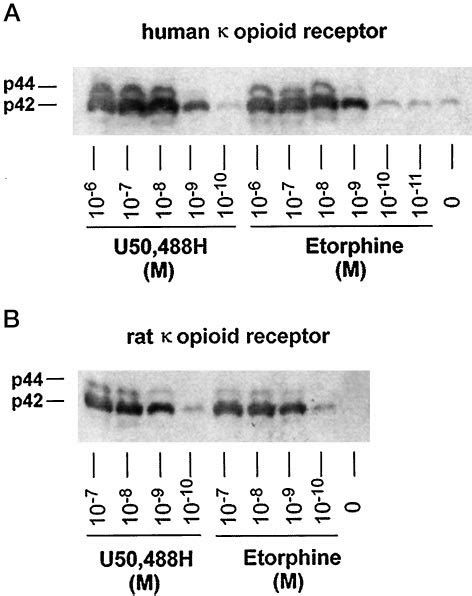 Effects of activation of human (A) and rat (B) opioid receptors by... | Download Scientific Diagram