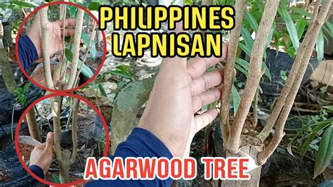 PHILIPPINES LAPNISAN AGARWOOD TREE THE MOST EXPENSIVE WOOD THE "WOOD OF GOD" - YouTube